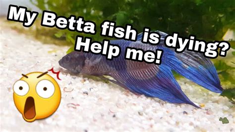 my betta fish is dying.